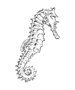 手绘海马n的黑色素描,孤立在白色背景上. 详细的复古蚀刻风格图纸.