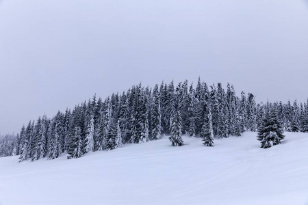 白雪覆盖着杉树的山景