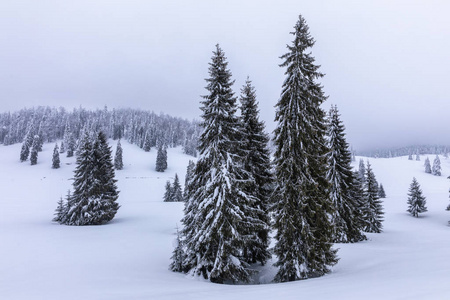 白雪覆盖着杉树的山景