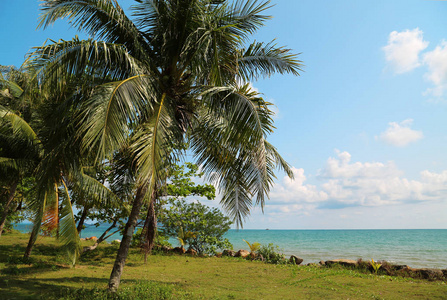 泰兰高昌岛上的椰子棕榈