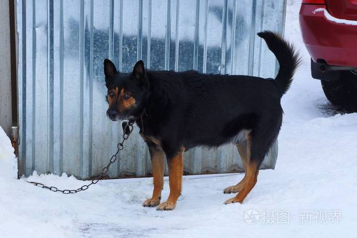 铁链上的一只大黑狗站在灰色栅栏上的白雪中