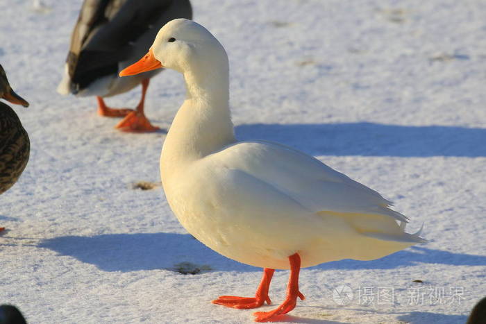 白雪上一只狂野明亮的雪白鸭子的肖像明亮的橙色爪子和喙快关门狂野的