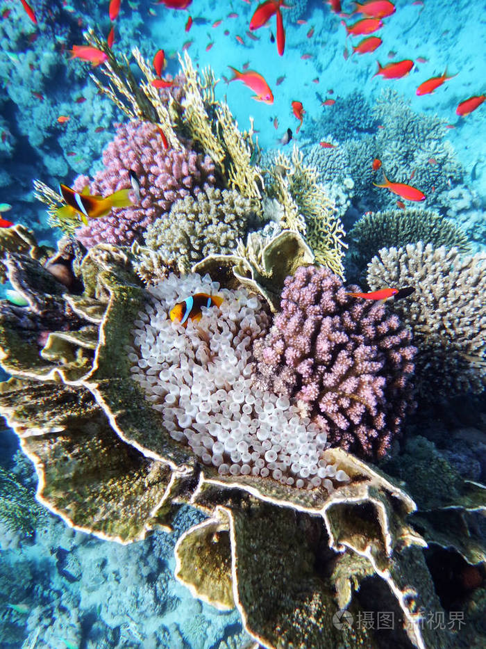 五颜六色的, 美丽的活火热珊瑚在红海底部, 其中一个海葵和小丑鱼, 在