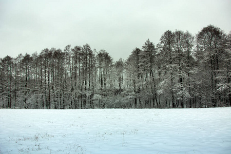 白雪覆盖的田野，美丽的森林，灰色的冬季天空，冬景