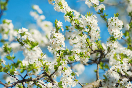 新鲜盛开的野生樱花对抗蓝天神奇的春天。