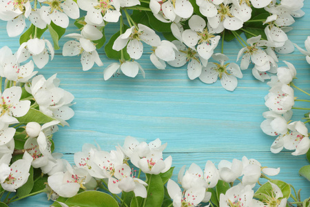 春天的背景，白色的花在蓝色的木制背景上开花。 顶部视图