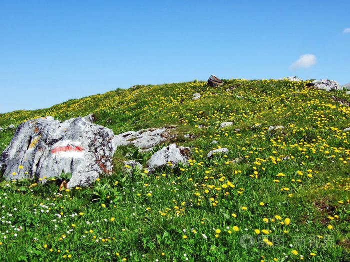 瑞士圣加伦州丘尔弗林山脉山坡上的高山牧场和草地