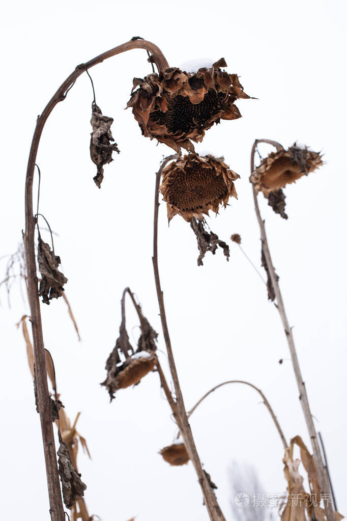 在白色的天空背景上冬天没有种子的枯萎向日葵