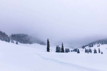 冬天有雪道的风景，穿过松林