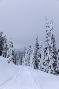 冬天有雪道的风景，穿过松林