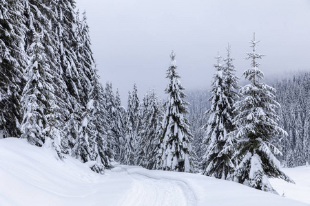 冬天有雪道的风景，穿过松林