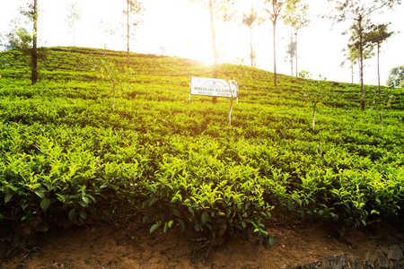 绿茶叶背景山茶树种植园斯里兰卡