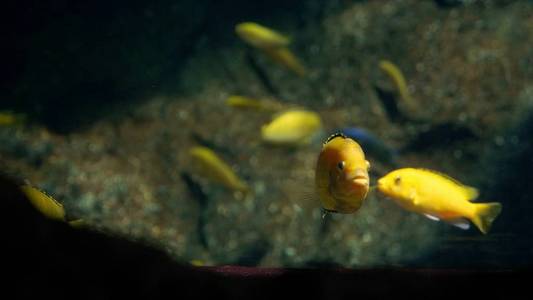 水下世界, 许多五颜六色的鱼珊瑚礁