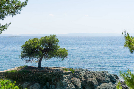 孤独的树在岩石和蓝色海水的背景白垩基希腊。