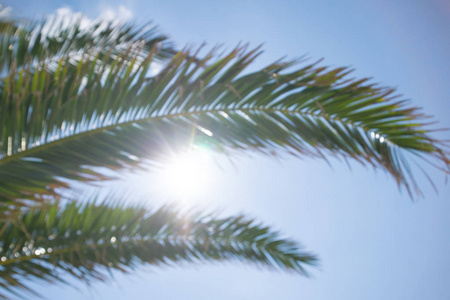 关闭热带棕榈树的枝条和明亮的太阳冲破树叶。