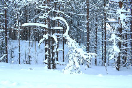 雪覆盖着森林中的树木，雪覆盖着森林中的树木
