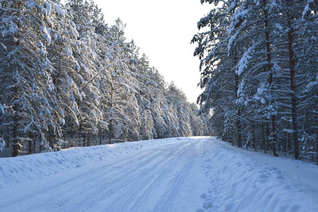 森林中被雪覆盖的道路