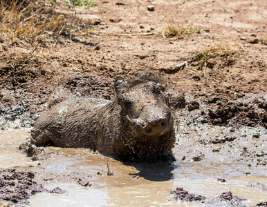 疣猪在非常热的一天洗一个美妙的泥浆浴