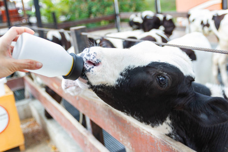 泰国女子奶牛场用牛奶瓶喂奶的婴儿牛.照片