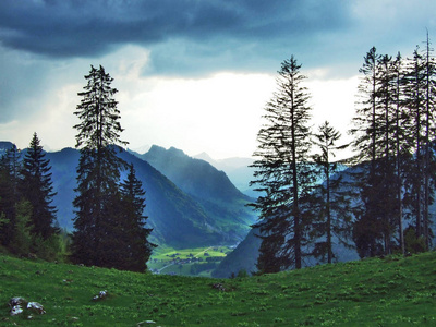 瑞士圣加仑苏尔弗伦山脉和苏尔塔尔河谷之间山坡上的树木和常绿森林