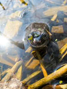年轻好奇的湿青蛙，鼓起眼睛从池塘的水中窥视，直视着框架。