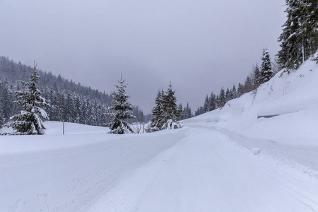 冬天有雪道的风景，穿过松林