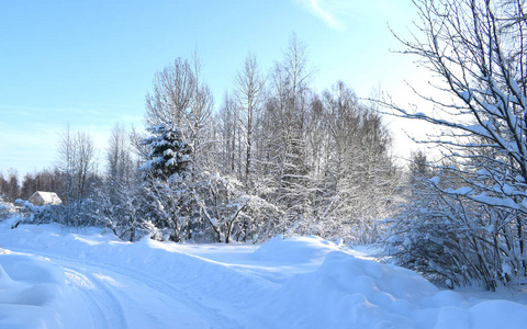 森林里白雪覆盖着树木