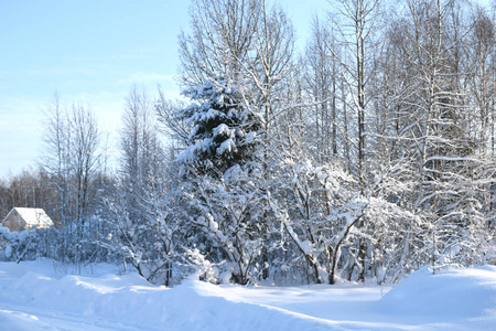 森林里白雪覆盖着树木