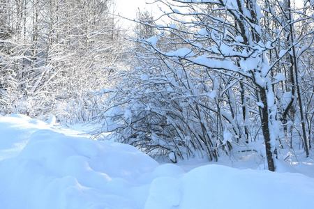 森林里白雪覆盖着树木