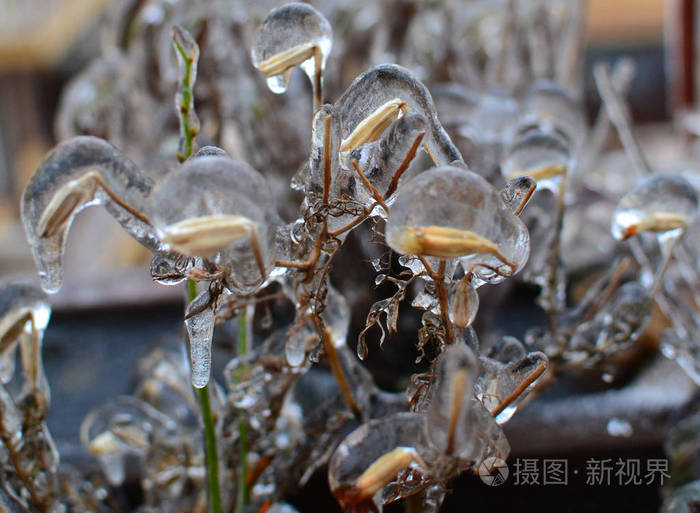 冰离子植物图片图片