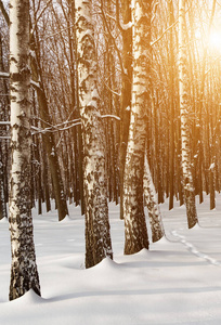 黄昏时分，树木之间的日落，在寒冷的傍晚，树木被雪覆盖着