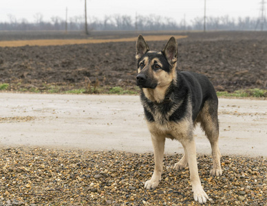 黑色德国牧羊犬户外秋日肖像