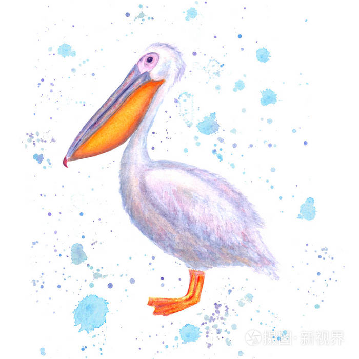 水彩画 手绘白色鸟与水彩蓝色飞溅隔离在白色背景 海洋鸟类插图 海报t恤包装壁纸卡纺织品模板打印 照片 正版商用图片184jim 摄图新视界