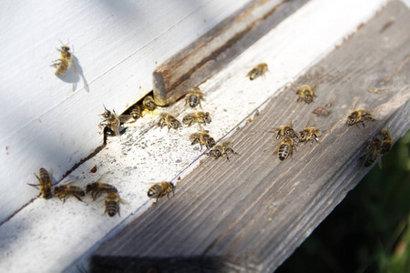 蜜蜂回到蜂巢