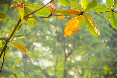 绿色和橙色的叶子和树枝有阳光。 抽象地关闭热带森林中的天然橙色和绿色叶子，自然光为自然背景。