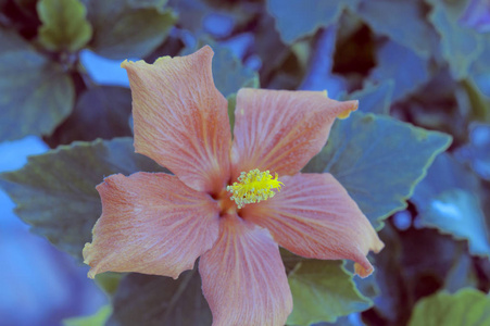 芙蓉在绿红社区广场