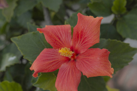 芙蓉在绿红社区广场