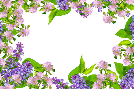 白色背景上孤立的春花紫丁香。