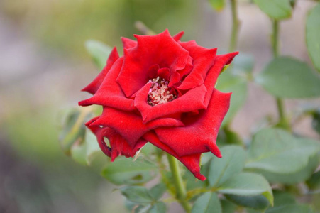 大自然花园里的红绫玫瑰花
