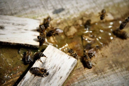 蜜蜂喝盐水图片