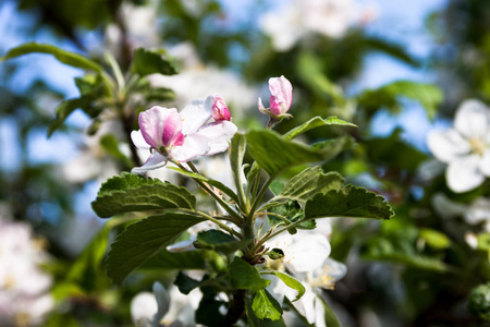 春天苹果树开花的枝条
