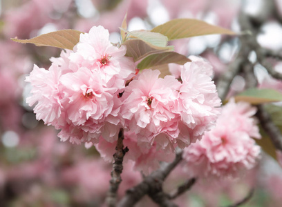 春天的概念。樱花盛开。樱花花。樱花日本春花。粉红色樱花花