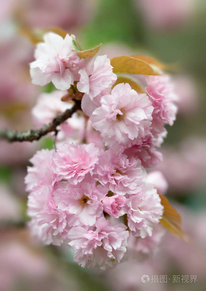 春天的概念。樱花盛开。樱花花。樱花日本春花。粉红色樱花花