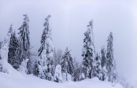 白雪覆盖着杉树的山景