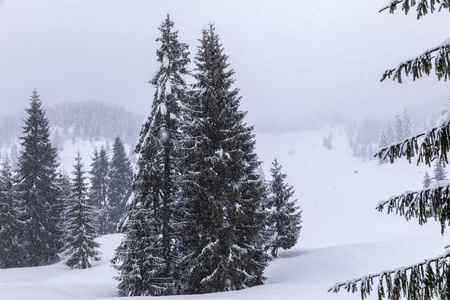 白雪覆盖着杉树的山景