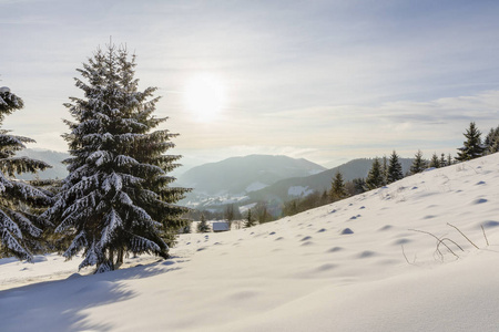 白雪覆盖着杉树的山景