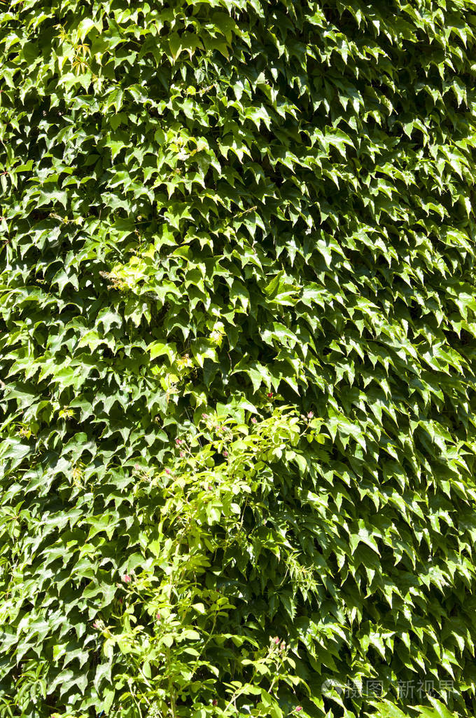 去绿色绿树或攀缘植物背景夏天在墙上生长的藤蔓绿植爬墙晴天的夏季