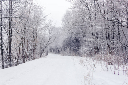 白雪皑皑的森林里长满了白雪，中间有一条小径