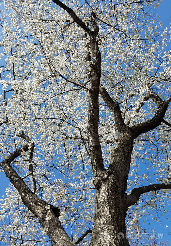 春天的树木,在美国华盛顿特区的樱花节期间,在蓝天上盛开的树枝.
