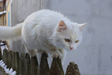 一只白猫走过雪地里灰色的木栅栏